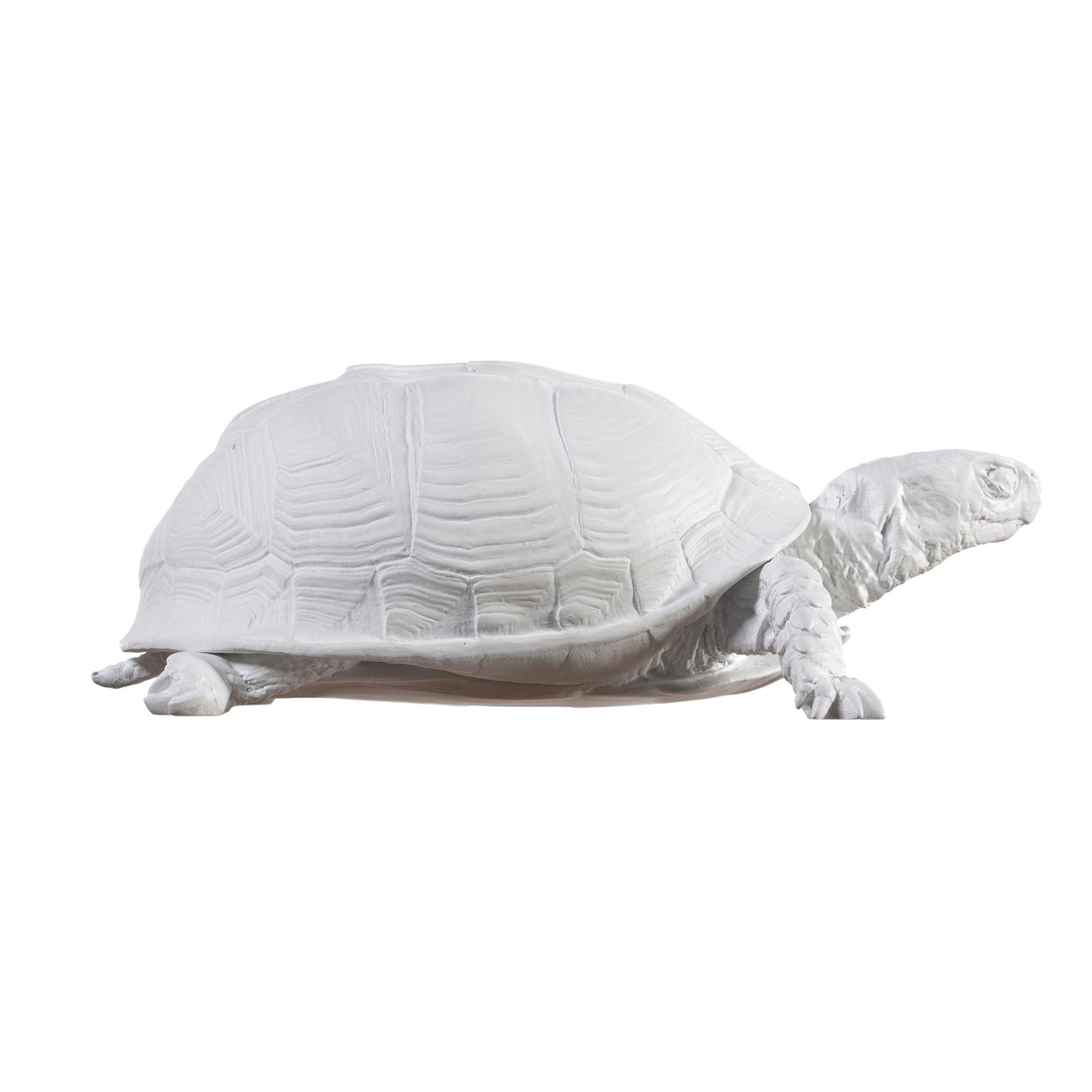 Box Turtle Box White