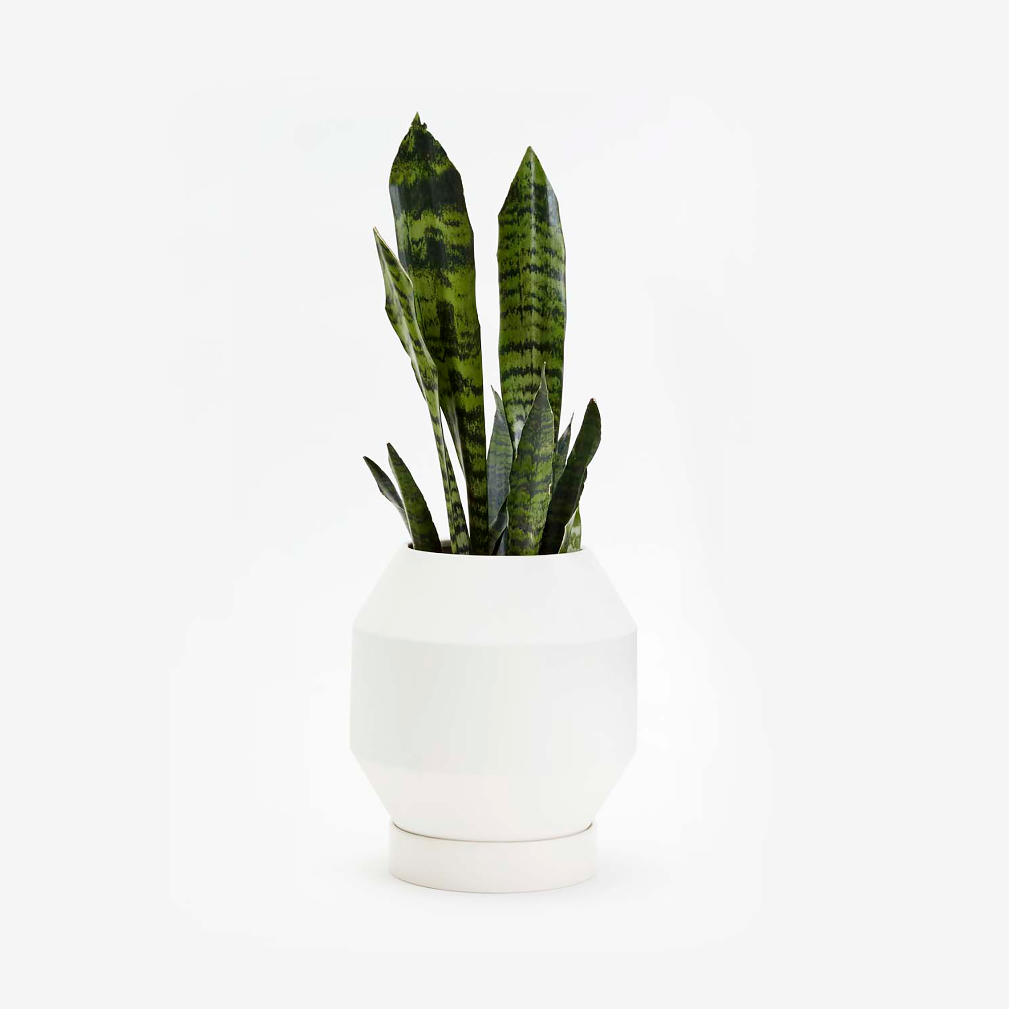 Radial Vessel Planter
