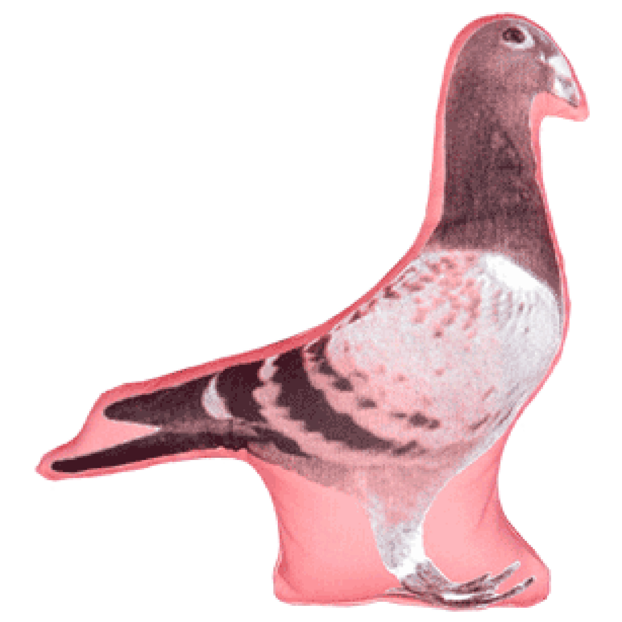 FAUNA Mini Cushion Pigeon Black