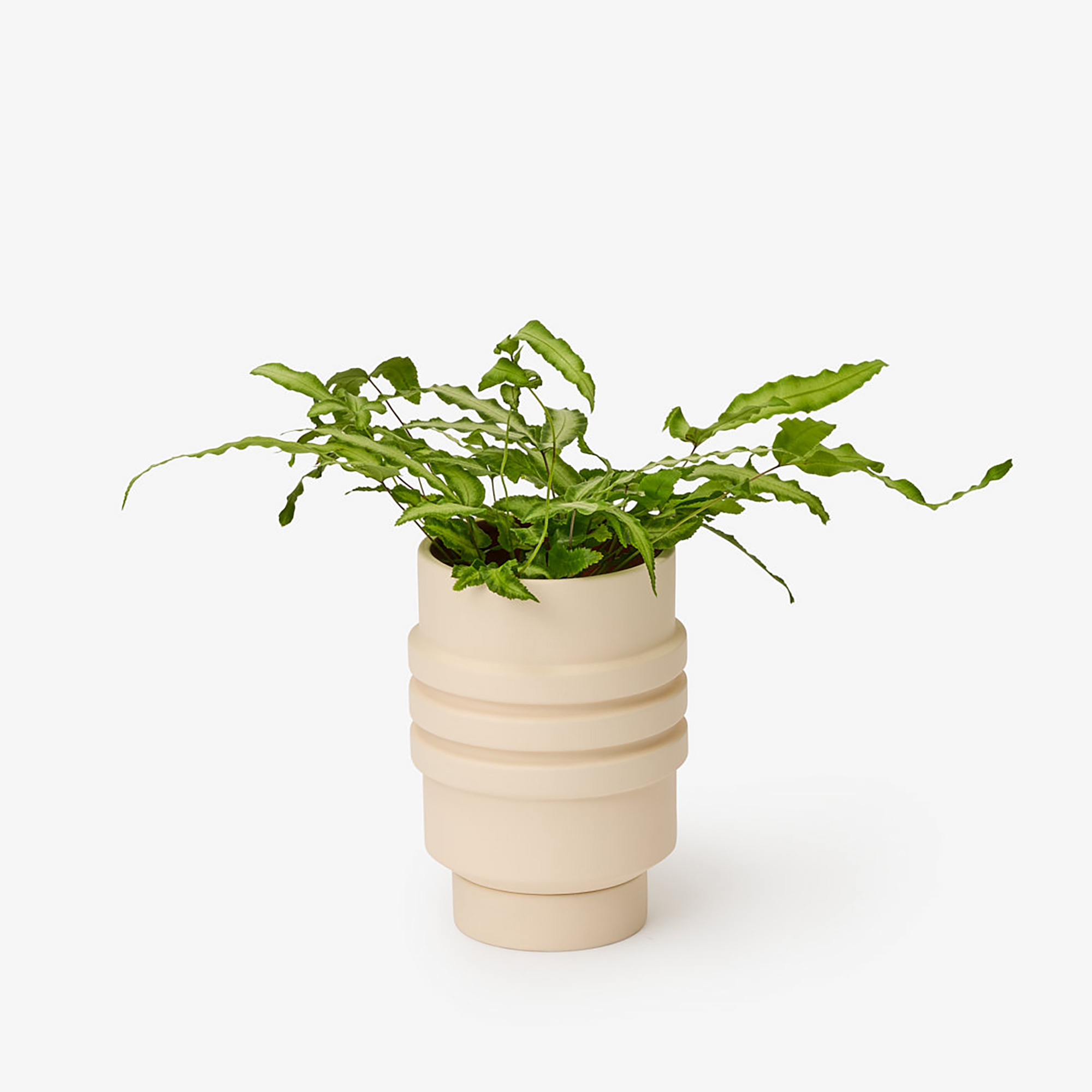 Strata Plant Vessel Cream