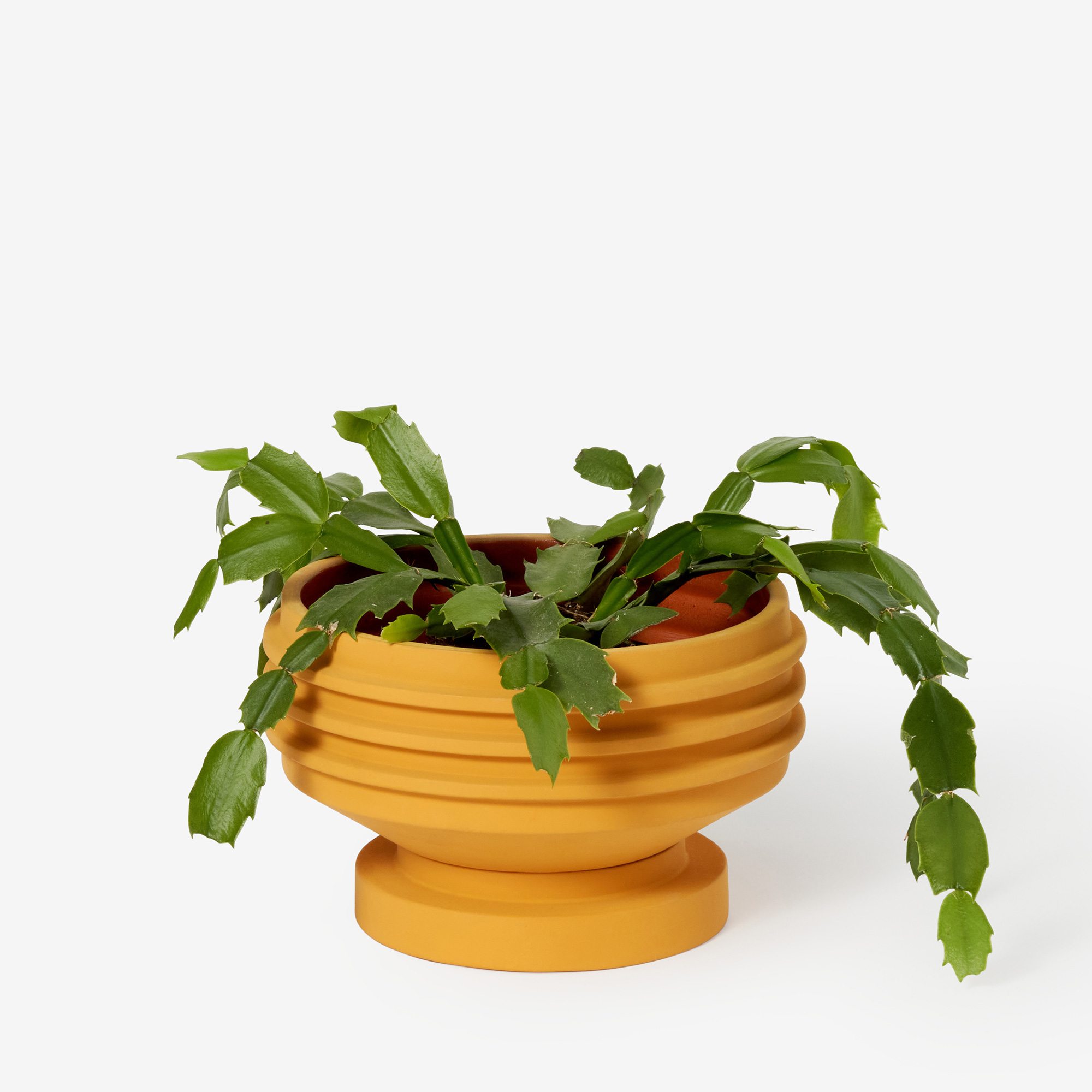 Strata Plant Vessel Yellow