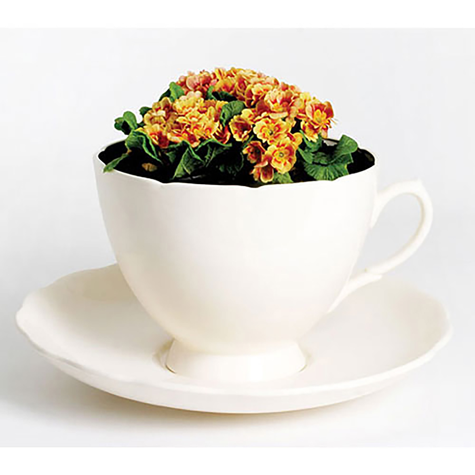 Plant Cup